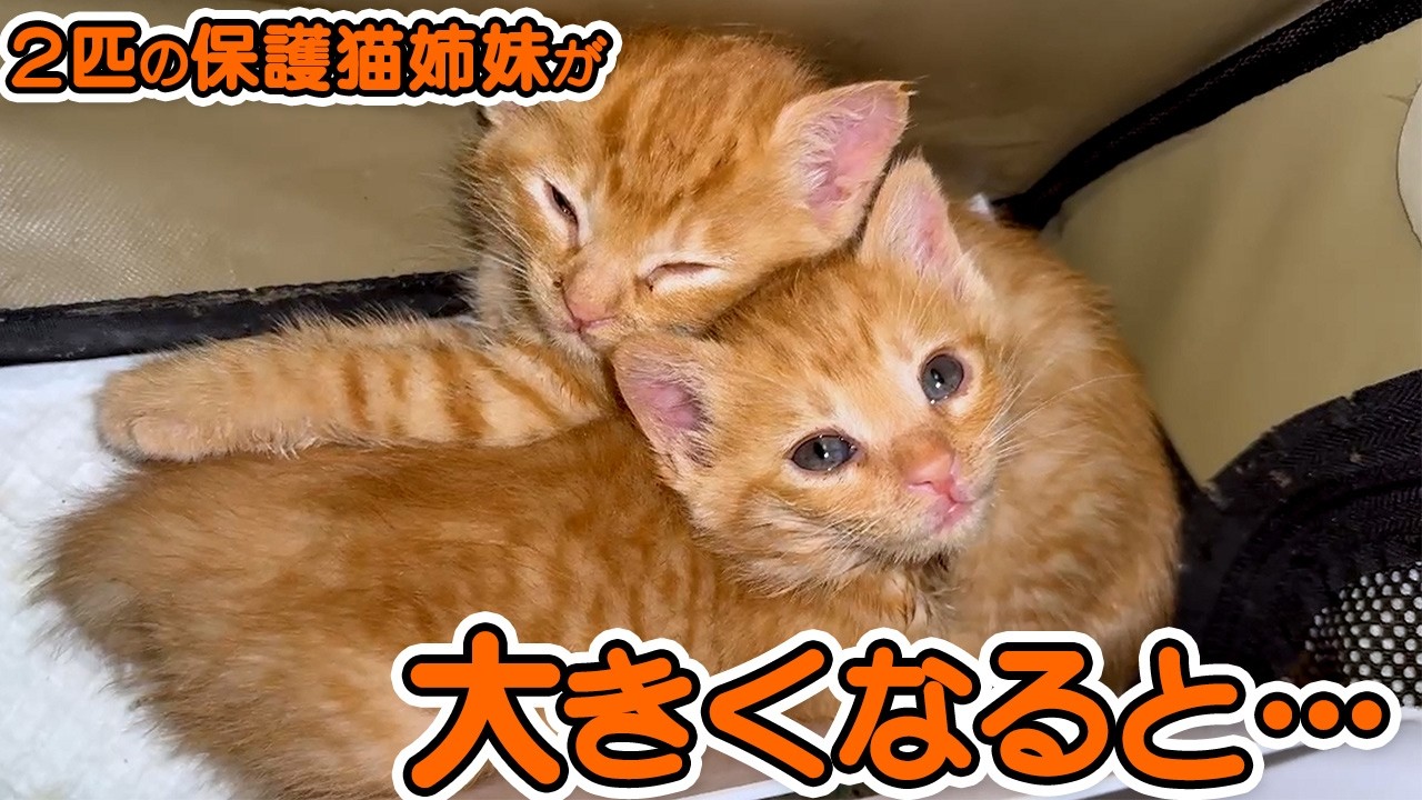 保護された二匹の子猫が10ヶ月後、こうなっちゃいましたw
