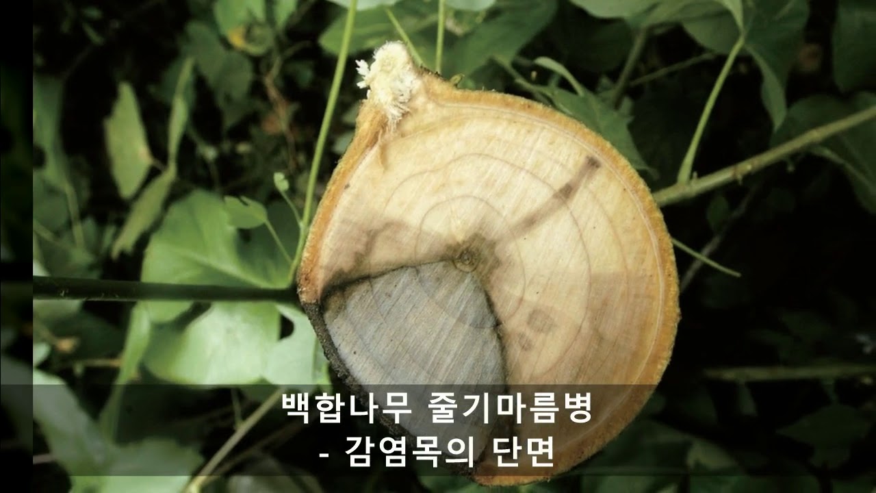 수목 병해도감