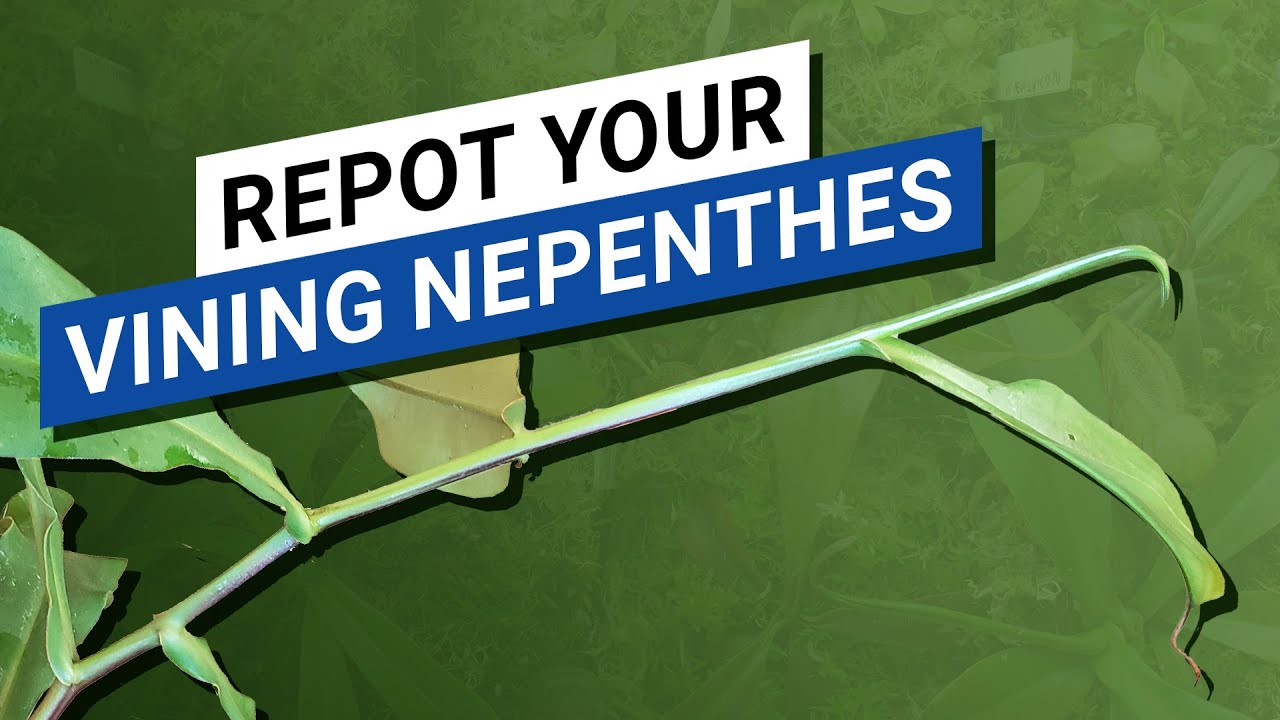 ✌️ How to Repot a Nepenthes that Start Vining? - How to make sure the stem go up