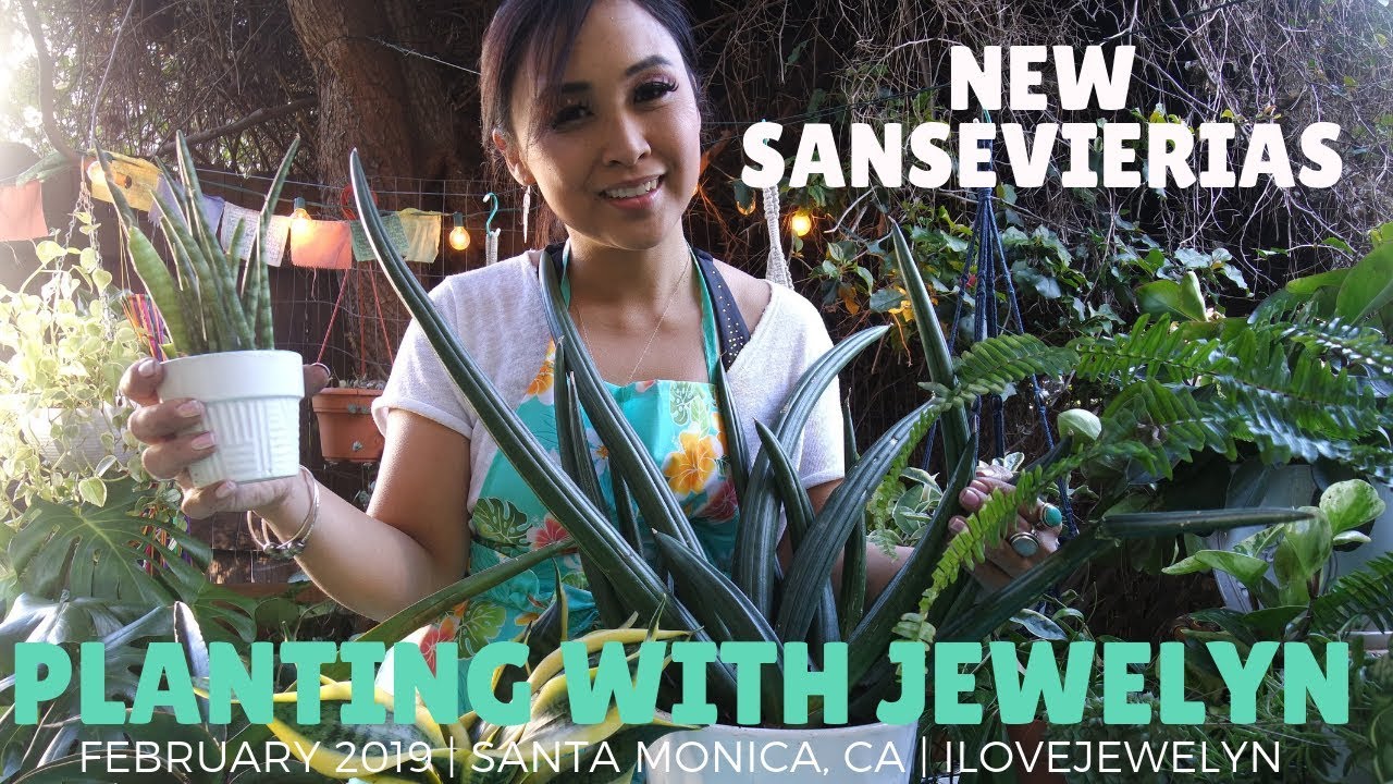 Planting with Jewelyn: New Sansevierias | Feb 2019 | ILOVEJEWELYN