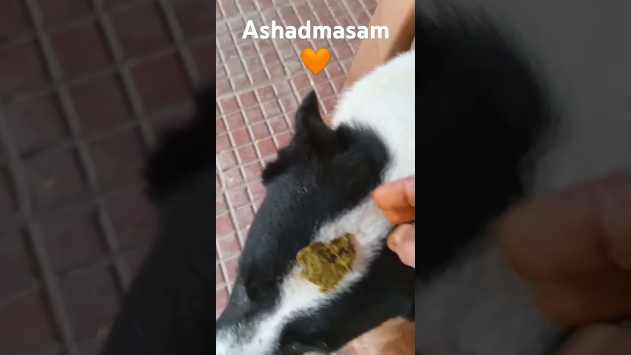 #dog