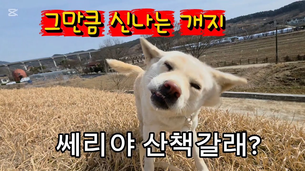 쎄리 신나버린 산책~~