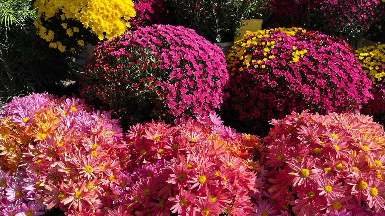 Autumn at Lowe’s and Home Depot Garden Center | leaf and Designs 