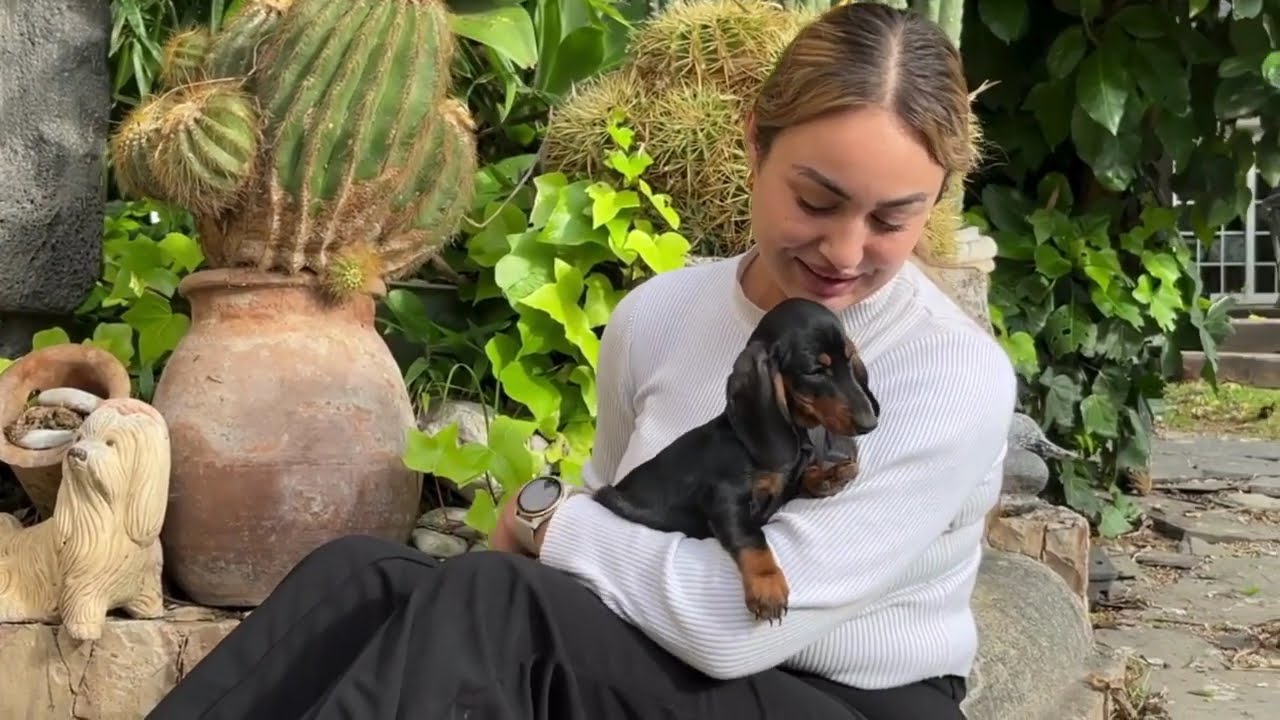 Teckel Kaninchen - Mini Puppy