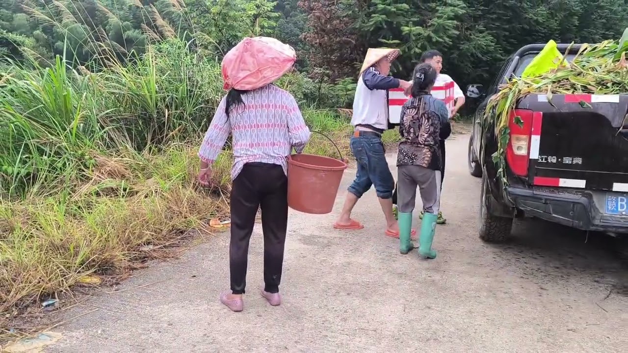 Ambil Pohon Jagung Untuk Kasih Makan Sapi Sapi Dirumah