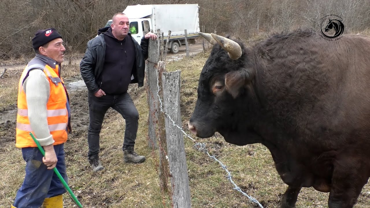 - DUMAN KUPIO 50 DULUMA ĐEDOVINE I DAO VRTOGLAVU PONUDU ZA MEDONJU -