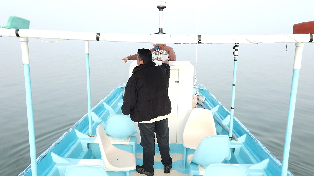 Ballena Gris Puerto San Carlos cap 1