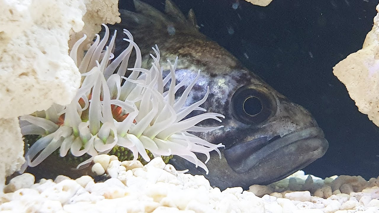 난폭한 해수어를 잡아서 키워보자! Raise wild fish