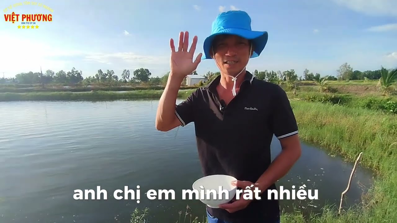 Trại dèo Việt Phương cung cấp tôm sú moana hầm đất, tôm sú 2 giai đoạn - Phước Long, Bạc Liêu