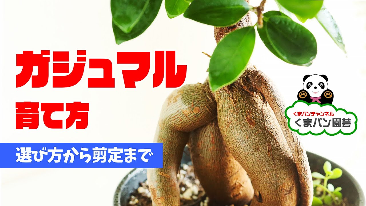 ガジュマルの育て方   選び方から剪定まで