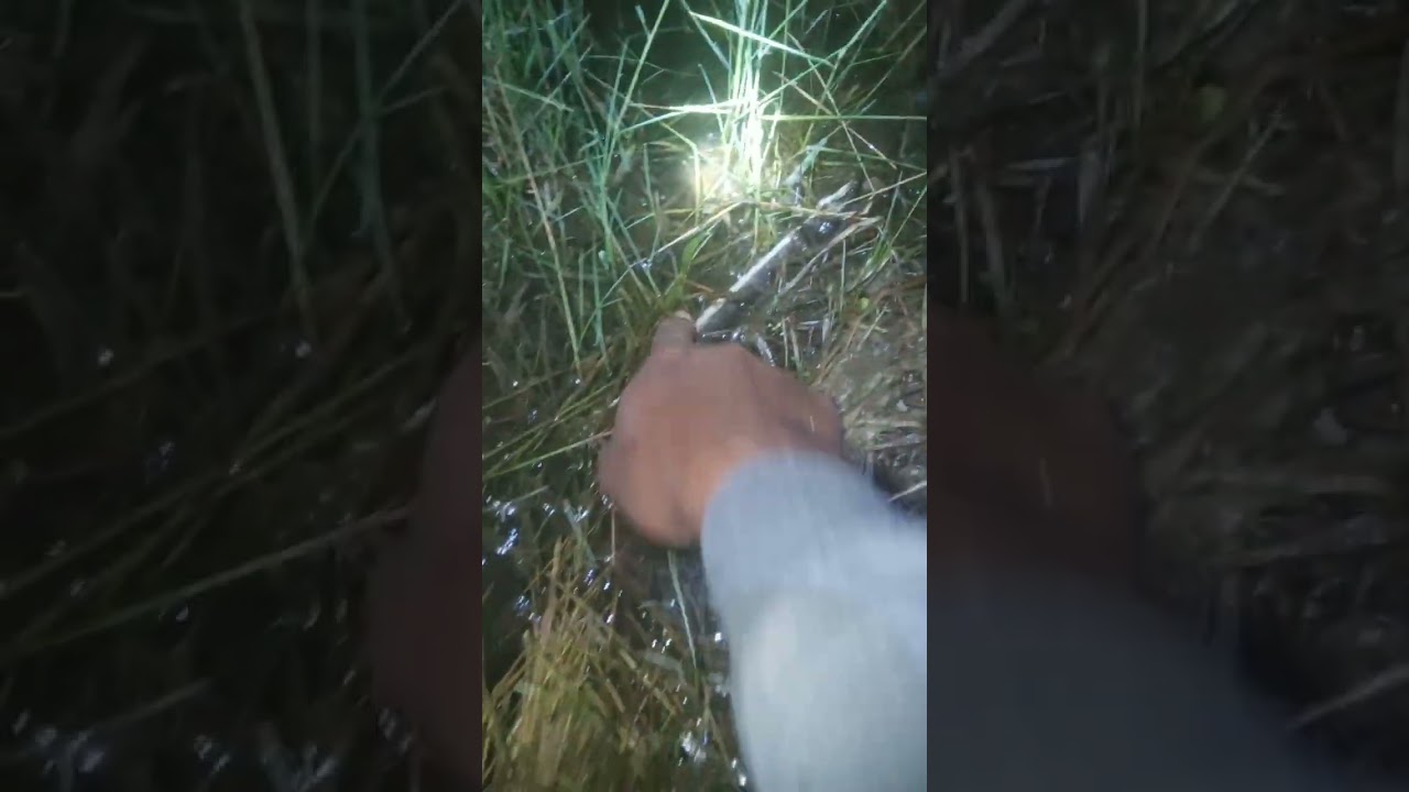 Lian tajur di malam hari Alhamdulillah dapet 1 ekor 