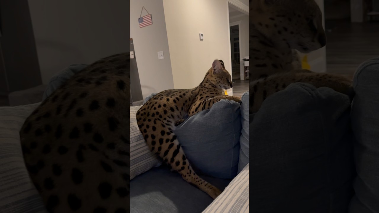 Serval Sleeping #serval #cat #servals #servalcat #wildcat