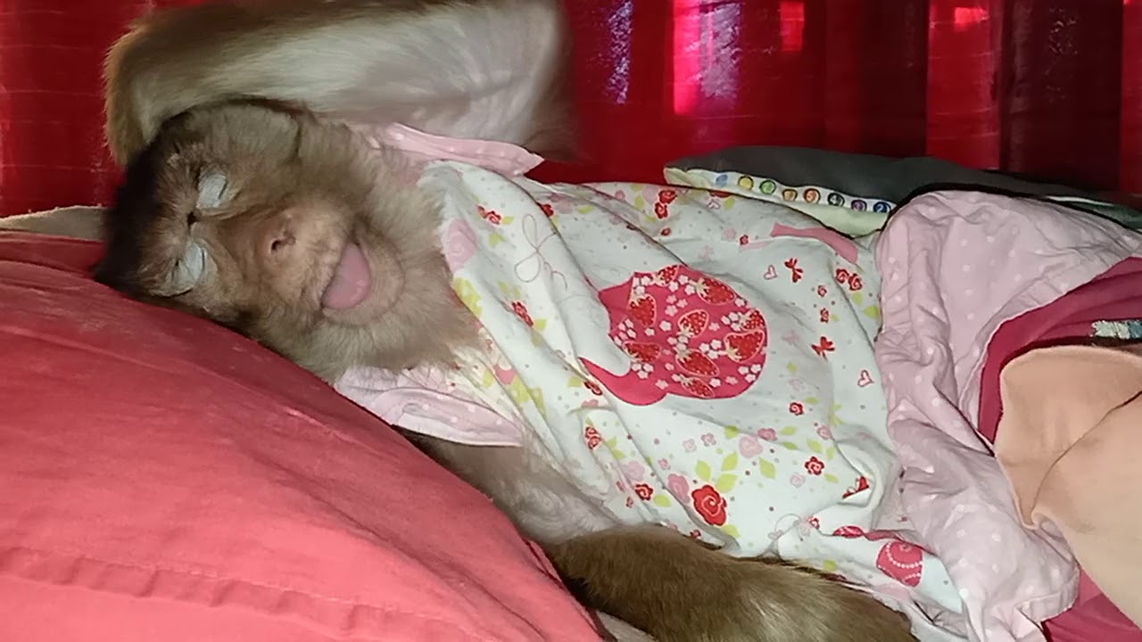 wake up Shaki