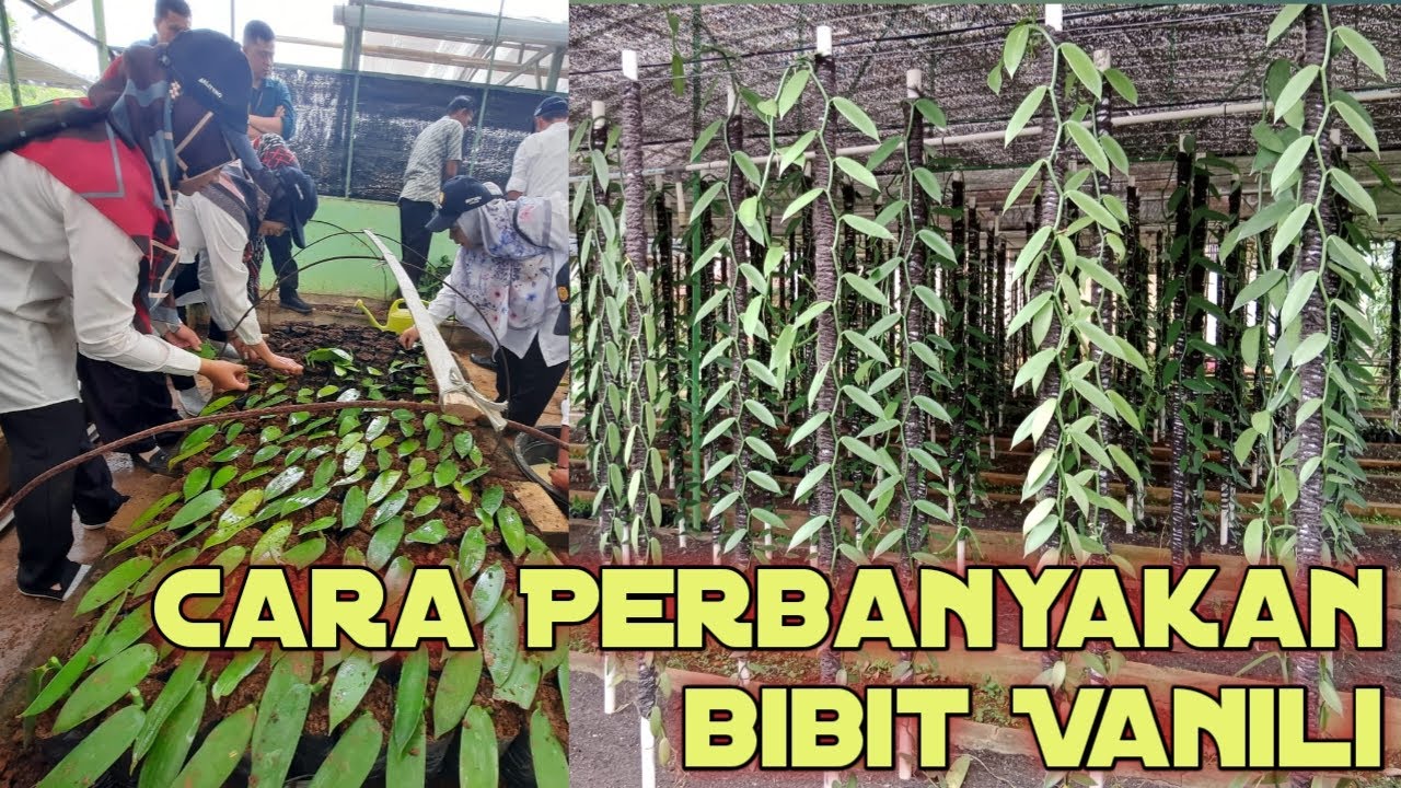 Cara perbanyakan Bibit Vanili.