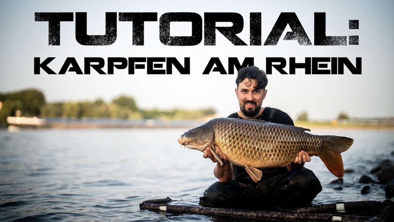 So fängst Du Karpfen am Rhein - Zille verrät seine ultimativen Tipps!