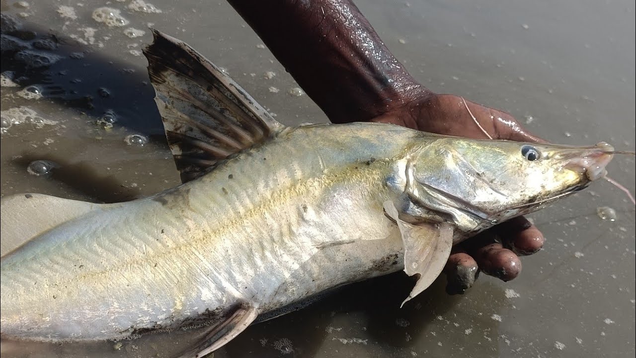 নতুন আইর মাছের পোনা 2025