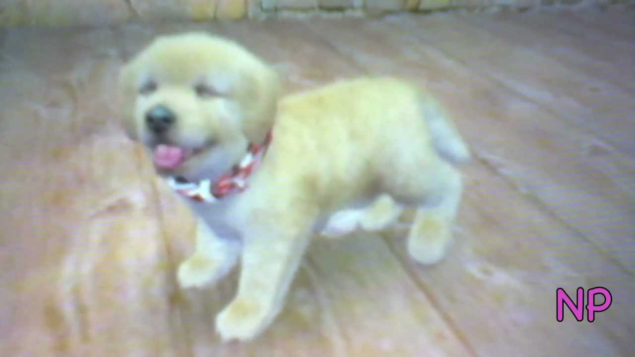 New Nintendogs+Cats game and Buddy (My New Dog)