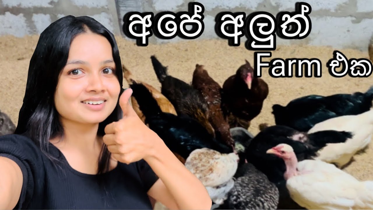 කිකිලියෝ ඇයි මෙච්චර ගනන් 🙄🙄 | Our new farm tour | Part 01