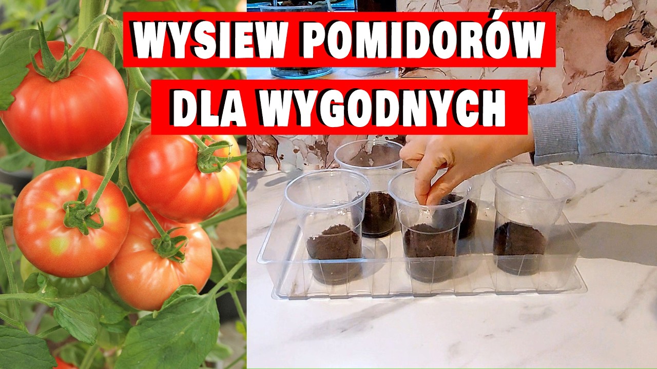 Jak Siać Pomidory w Domu Dla Wygodnych