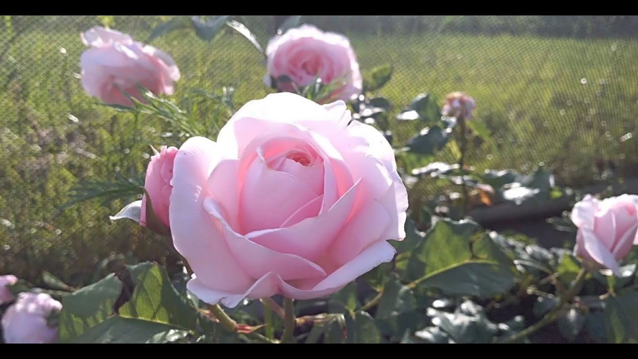Плетистая роза Нахема (rose Nahema) Суперароматная роза, обзор сорта, мои впечатления, 10.07.2022
