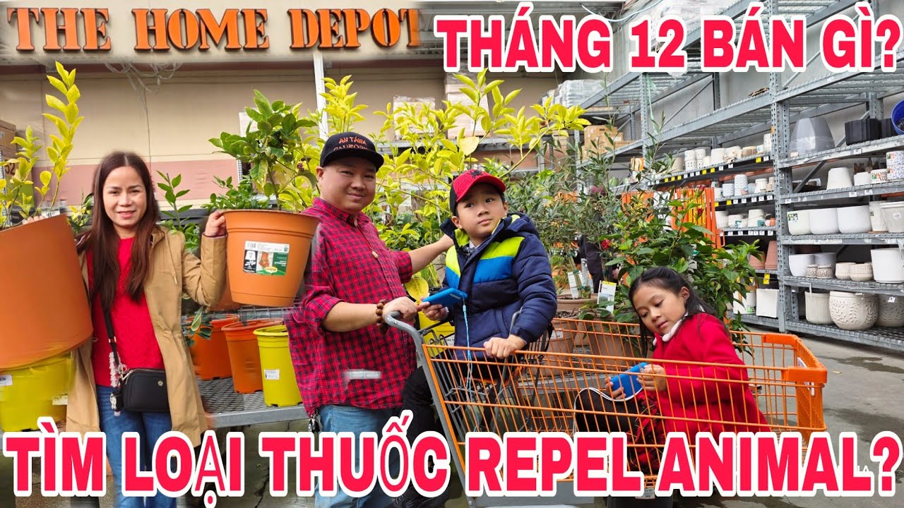 HomeDepot, декабрь: Какие растения пользуются наибольшей популярностью в этом сезоне? 🎄 Высокоэфф...