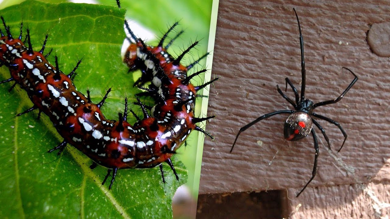 Cuidado. 5 animales venenosos que viven en tu casa