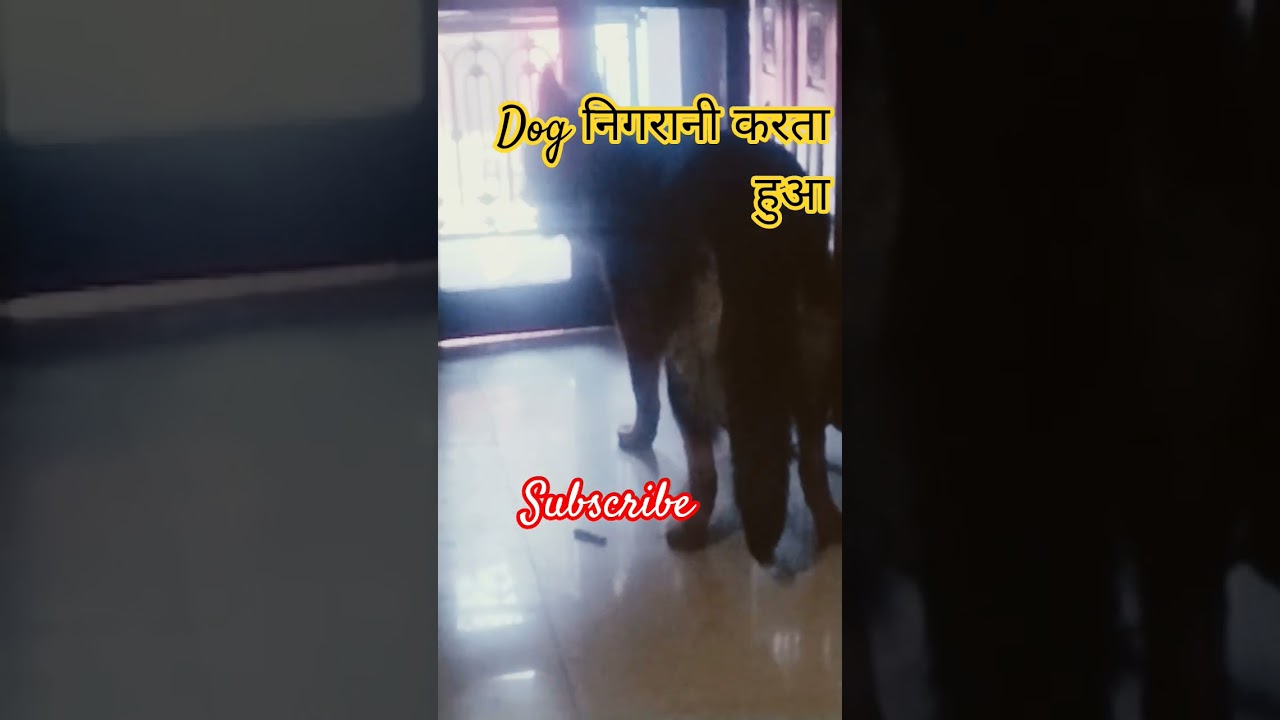 dog barking attacking side 