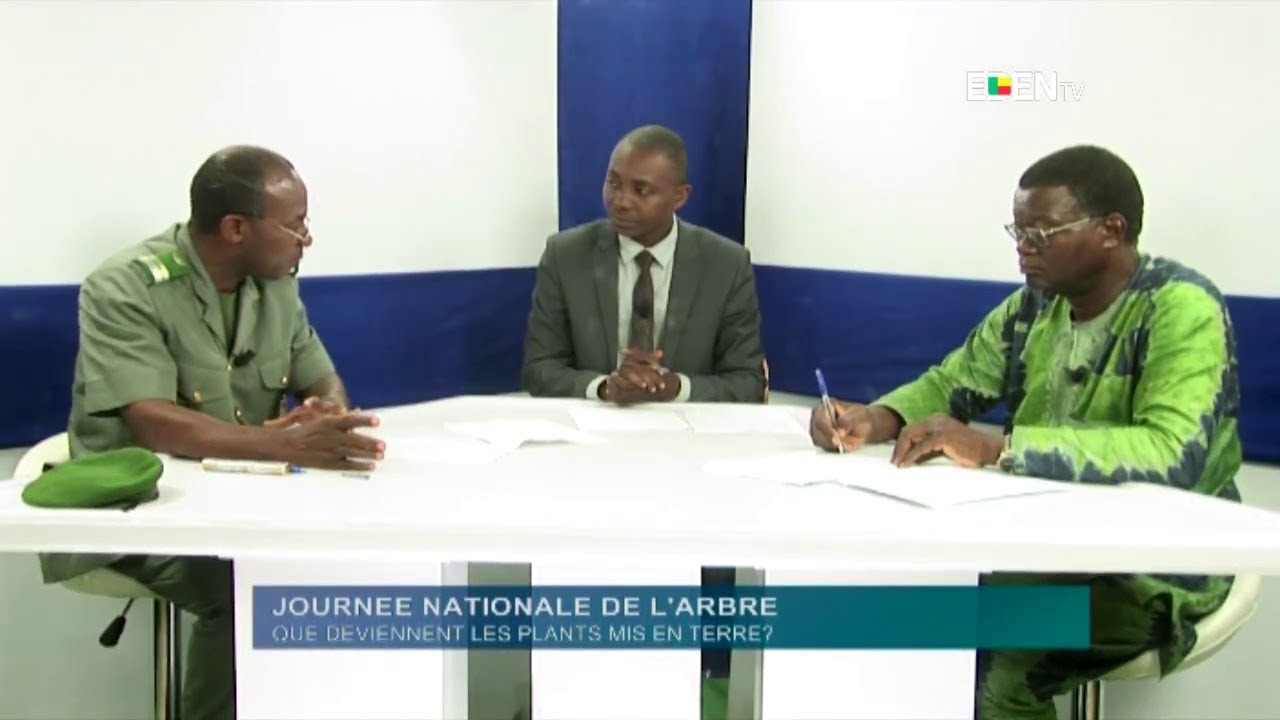 Journée nationale de l’arbre : que deviennent les plants mis en terre ?