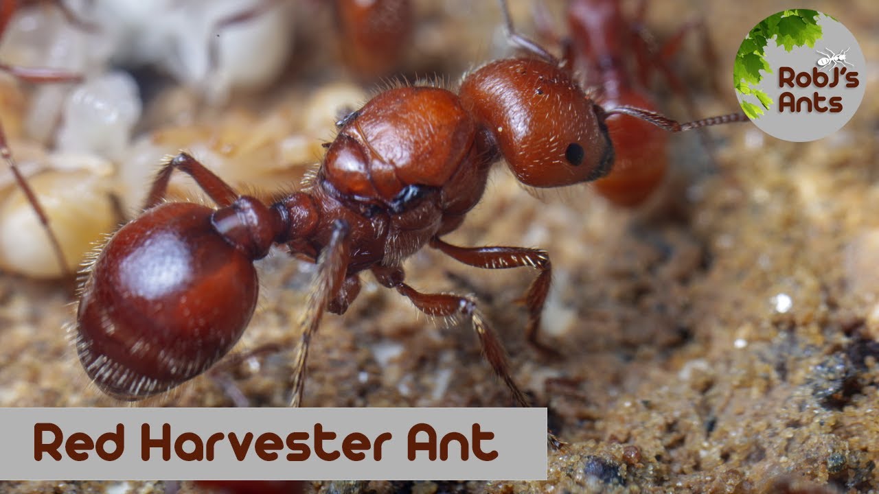 Pogonomyrmex barbatus | My New Ants