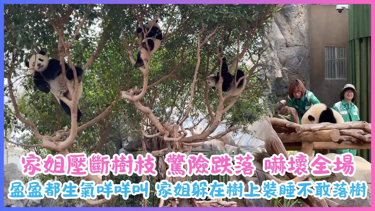 9月2日💖家姐壓斷樹枝，驚險跌落！嚇壞全場，還好卡在下面樹叉虛驚一場💖盈盈都生氣咩咩叫 家姐躲在樹上裝睡不敢落樹