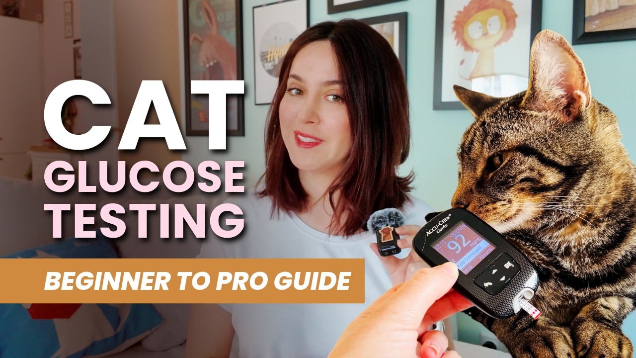 How I Trained My Diabetic Cat to LOVE Glucose Testing! 😻💉
