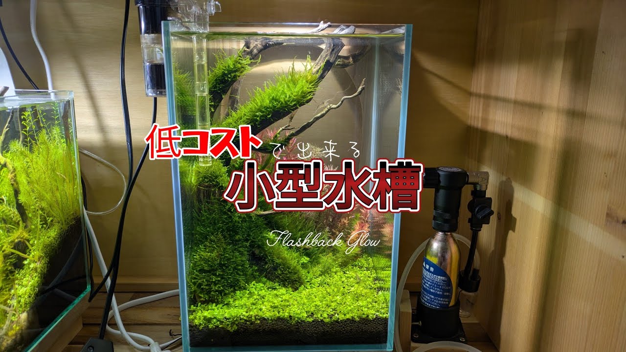 小型水槽の魅力！初心者でも始めやすい水草水槽の立ち上げ術。#水草水槽.#水草レイアウト.#小型水槽.#水槽立ち上げ方.#インテリアグッズ