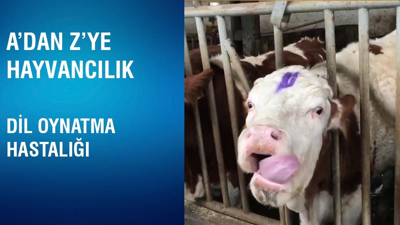 A'dan Z'ye Hayvancılık - Dil Oynatma Hastalığı