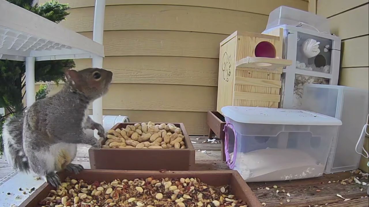 Notch is afraid or submissive to Bush #squirrels 