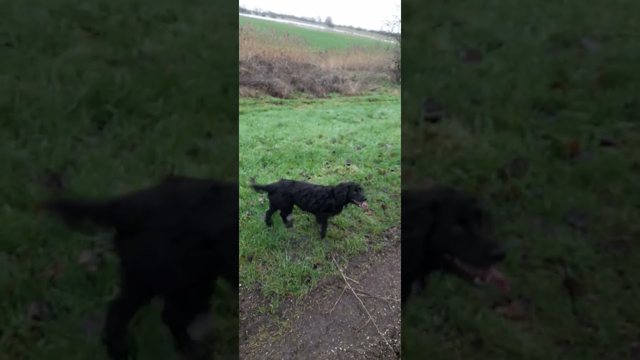 #dogs