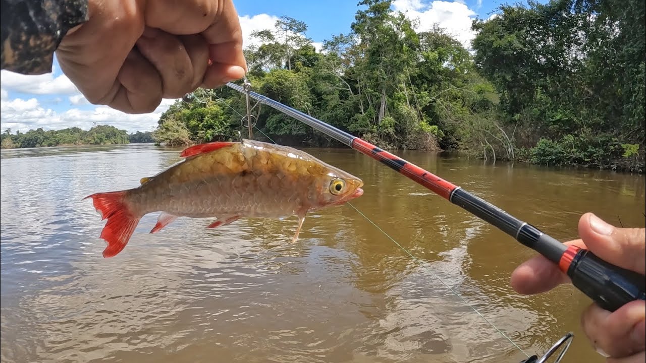 A MISSÃO! ISCA VIVA PRA TENTAR PEGAR O PEIXE MAIS DESEJADO DO RIO