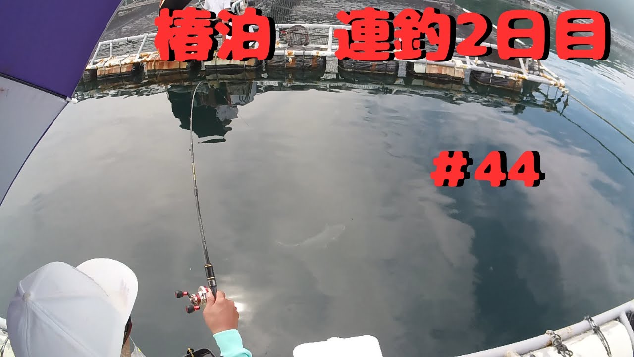 【チヌかかり釣り】9月14日　徳島県椿泊、2連釣の2日目です。