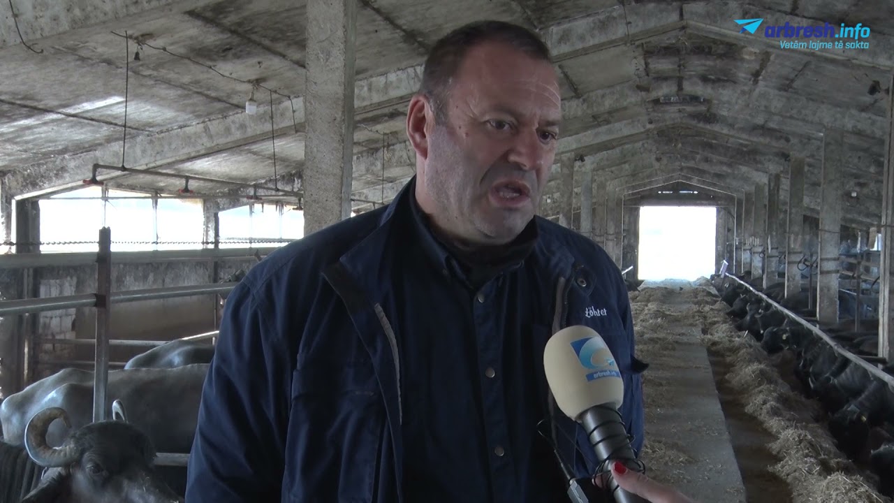 Buallicat të rralla në Kosovë, por shumë fitimprurëse