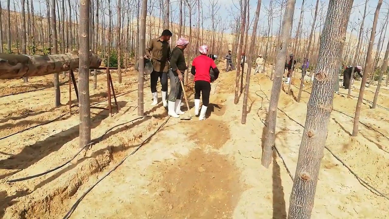 الخدمه الشتويه 5 - غابة باولونيا مصر