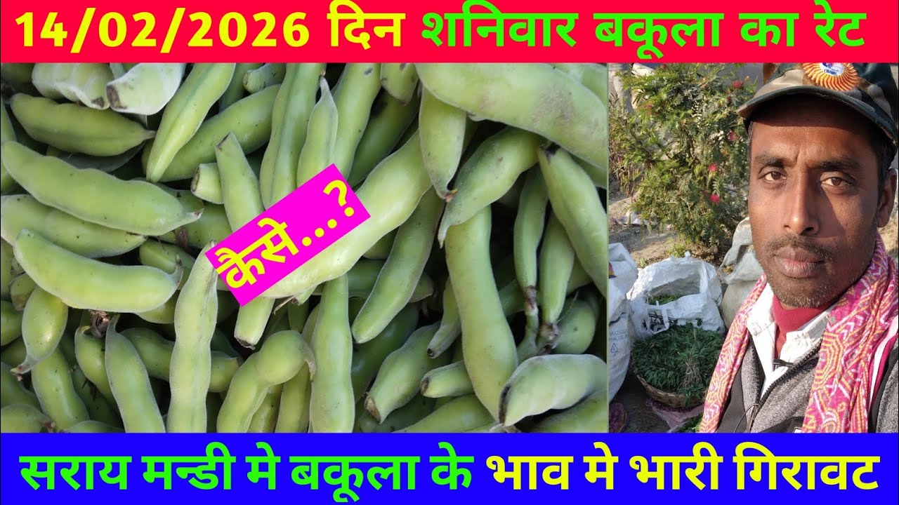 मंडी मे बकूला के भाव में भारी गिरावट पहले से सस्ता | Bakula price | #vegetables 