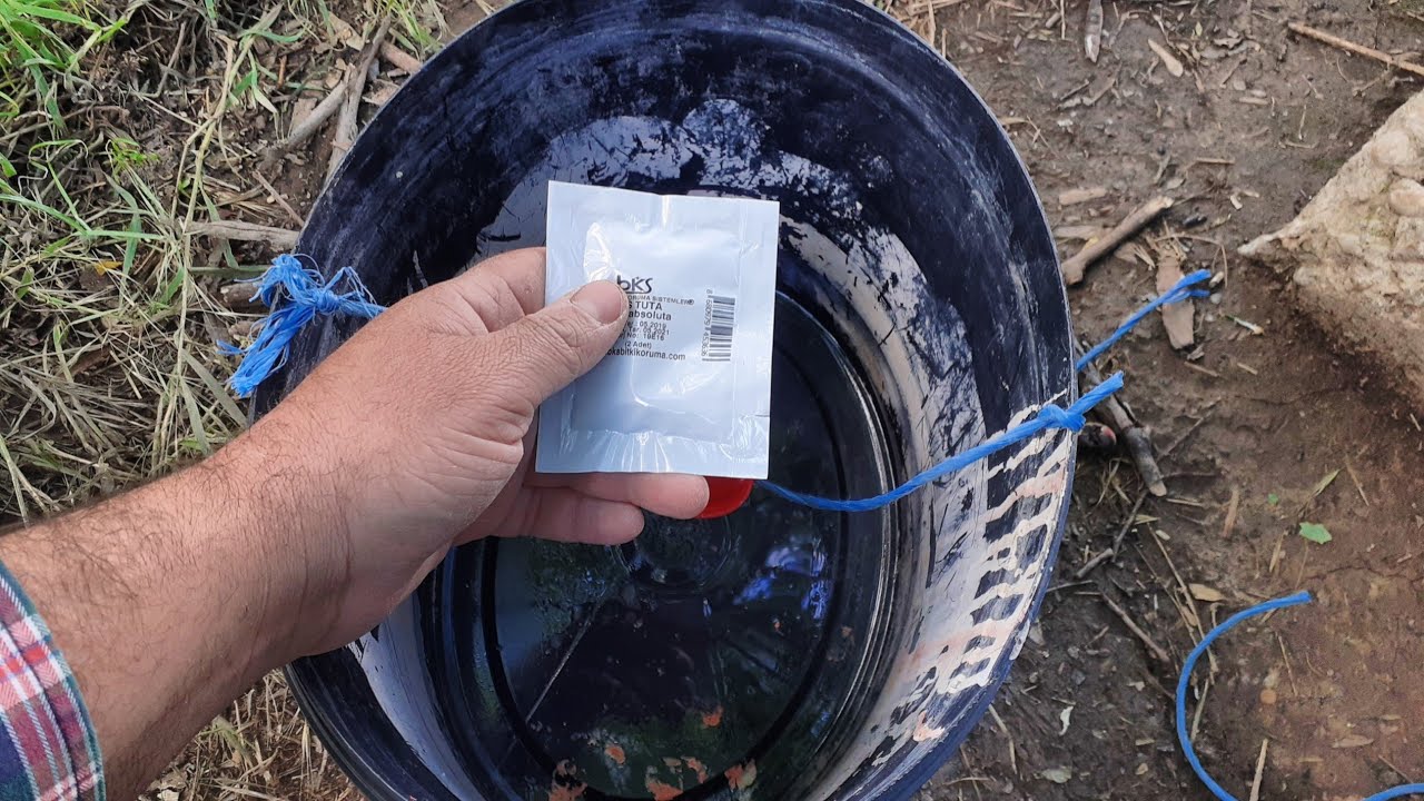 Feromoni pentru tuta absoluta, capcane tuta absoluta la roșii