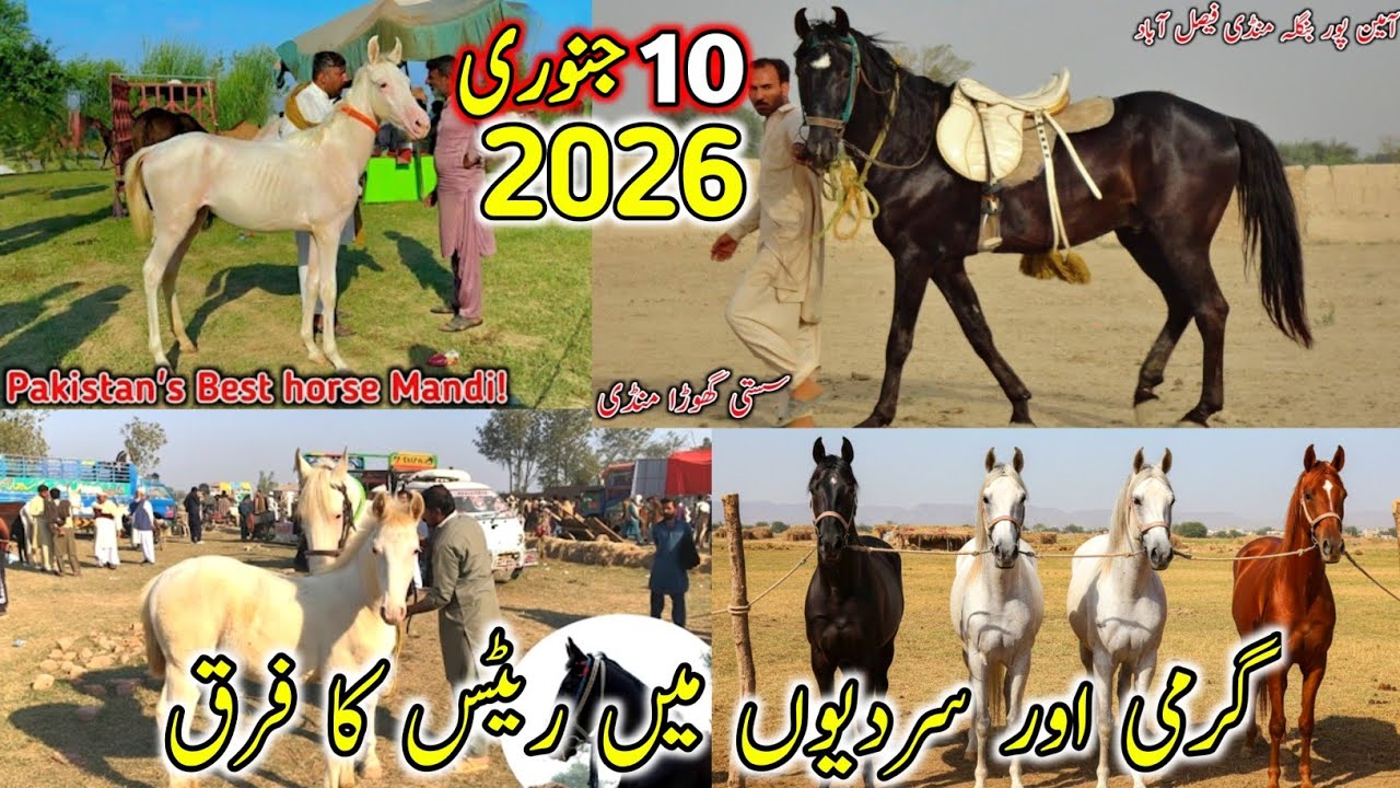 Aminpur Bangla Horse Mandi Faisalabad | Latest Mushka & Nukra Horse Prices 2026
