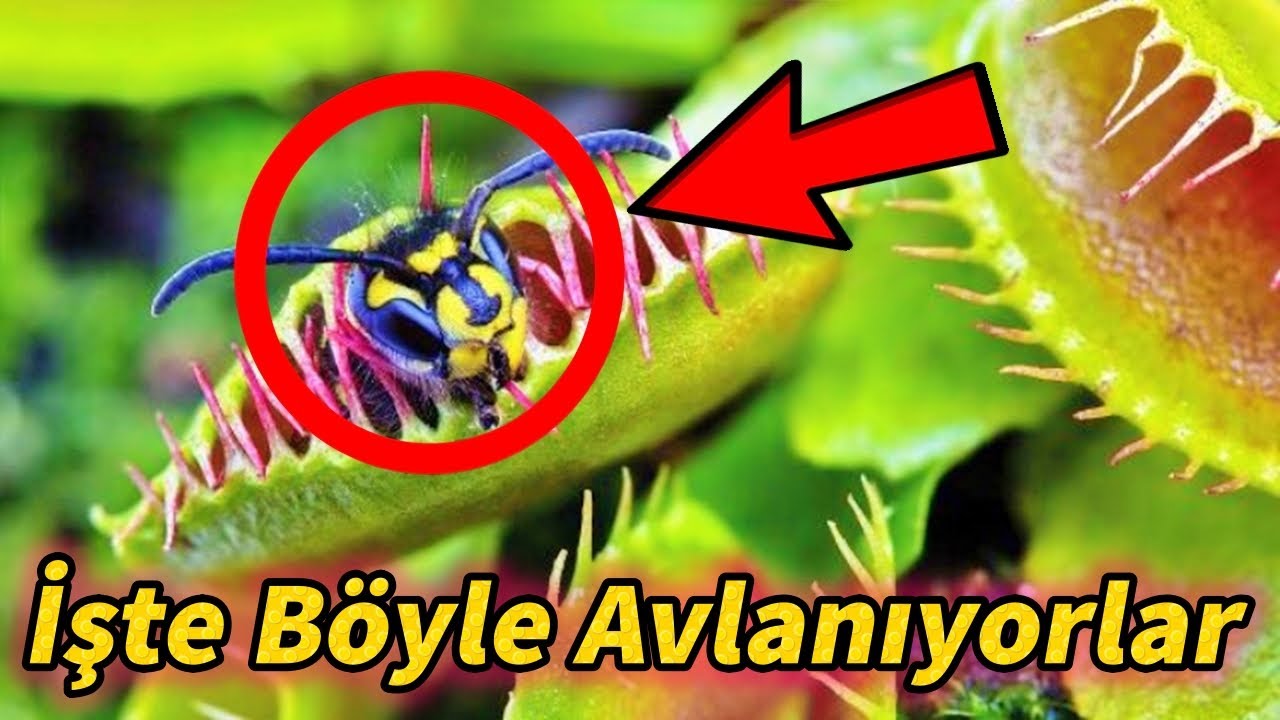 10 ET&Ccedil;İL Bitki T&uuml;r&uuml; - İşte B&ouml;yle Avlanıyorlar.