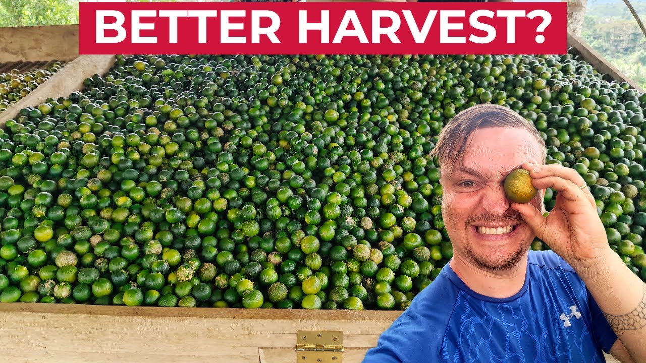 SECOND CALAMANSI HARVEST (More Philippines Farming Success?)