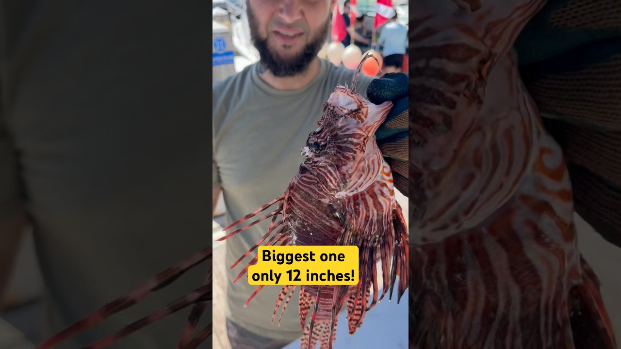 Barely enough for a snack! #tinyfish #SlayEatRepeat #Relaxing #InvasiveSpeciesRemoval #Invasive