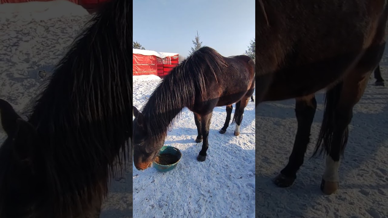 Уличное содержание лошадей зимой. 