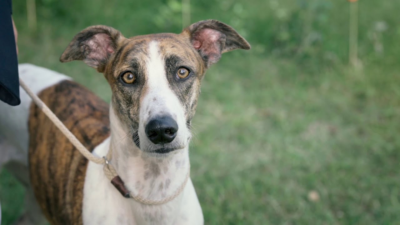 -3rd Old Style Sighthound Festival-  Eukanuba