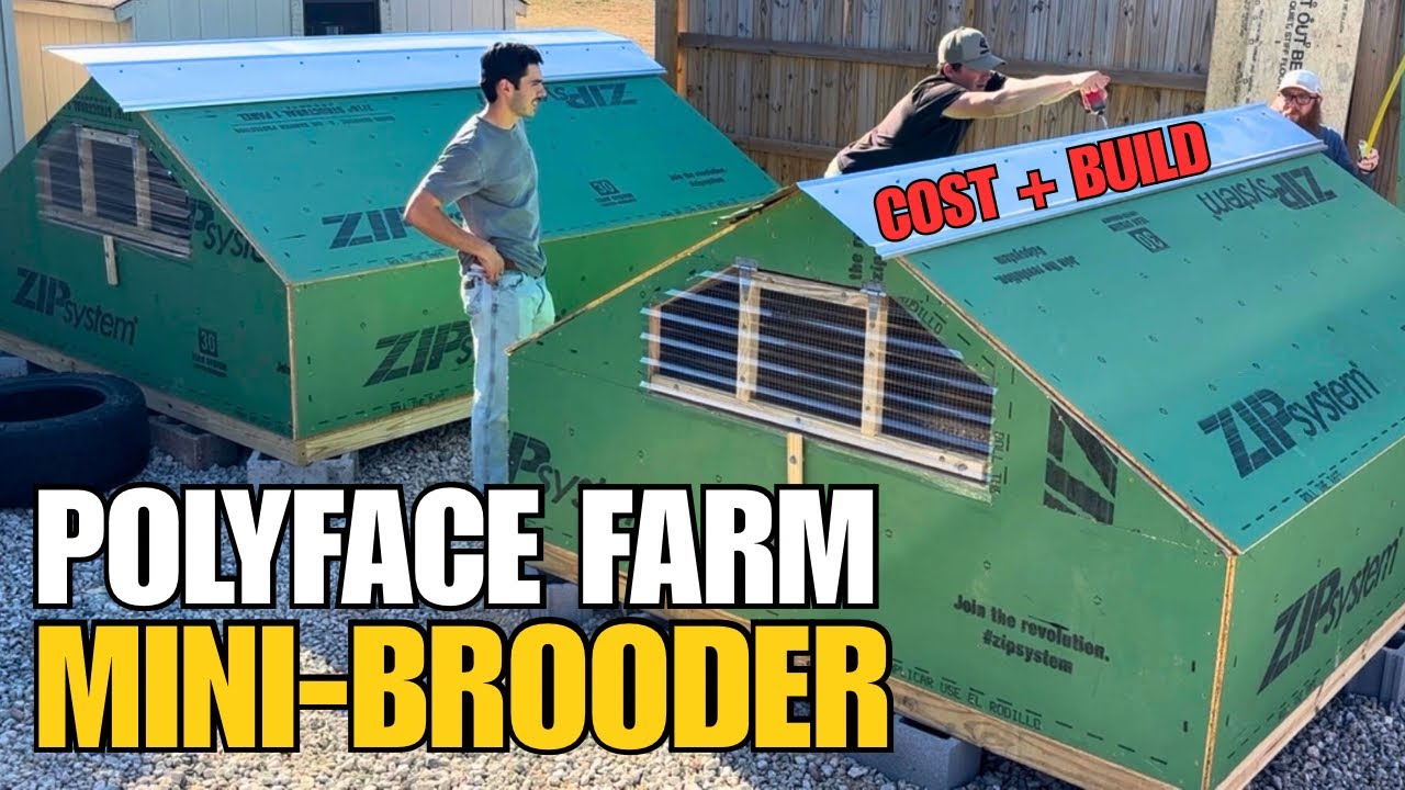 The Ultimate Poultry Brooder (Cost Breakdown + Build) | Joel Salatin Mini Brooder