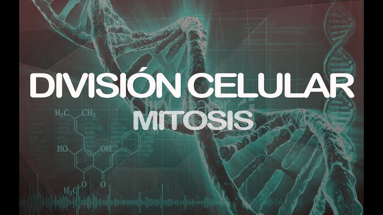 Mitosis | Genética