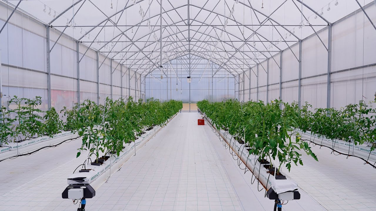 Development of horticultural varieties, a successful case history | Case Study ISI Sementi